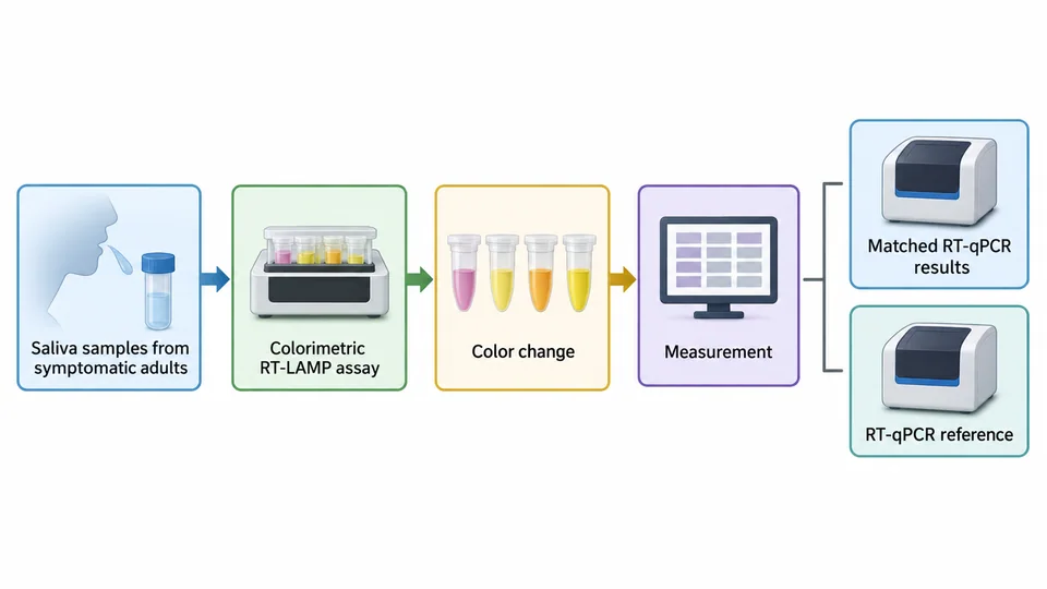 Research-inspired diagnostic workflow comparing saliva RT-LAMP with RT-qPCR.