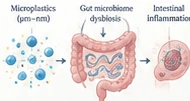 Biology graphical abstract concept showing interactions across an intestinal interface.